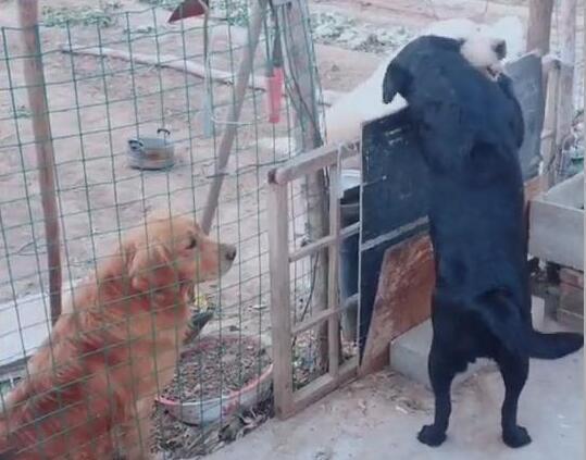 单身狗网友爆料绿豆视频,绿豆视频背后的秘密  第2张