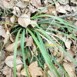 草在线观看100,深度解析热门影视作品背后的故事  第2张